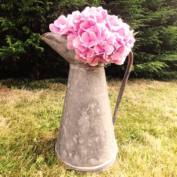 Miniature Bro a lait